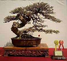 How To Take Care Of Bonsai Tree Spot On Solutions Garden Gardening Bonsai Bonsaitree Bonsaigarden Bonsai Art Bonsai Pruning Indoor Bonsai Tree