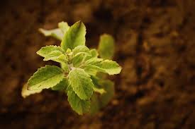 Gardens come in all shapes and sizes, and it is this variety that makes our work so fulfilling. Top Ten Plants That Thrive In Acidic Soil Polytunnel Gardening