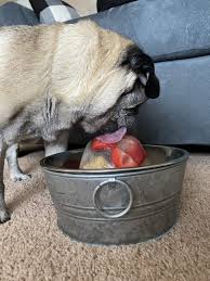 We did not find results for: Diy Dog Toys The Dog People By Rover Com
