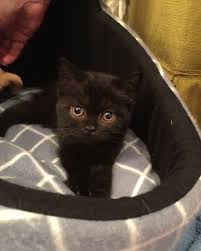 Pin On Siyah Kedi