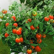 Finally, the best time to water is early in the morning, when the sun is low and the air is cooler. Improving Tomatoe Growing Plant Health Growing Tomatoes Guide And Tips