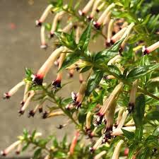 Image result for Cuphea