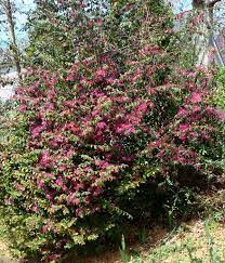 A few varieties of hydrangeas tend more toward the pink or the blue range of colors, but will not retain even this color if soil conditions are not right. Georgia Backyard Nature Large Loropetalum