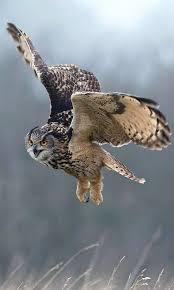 Eagle Owl By Dave Ovenden Animals Animals Beautiful Pet Birds