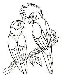cute parrot coloring pages pdf coloringfolder com bird animal pirate coloriage de football