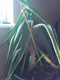 Although it's best to avoid using the leaves when the plant is small, they can be harvested and used for various purposes. Desperate Lady Aloe Vera With Sad Droopy Leaves Helpfulgardener Com