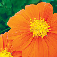 Image result for Tithonia