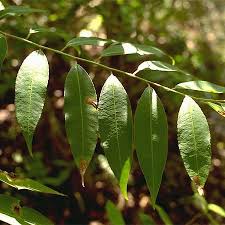 Image result for Shirakiopsis