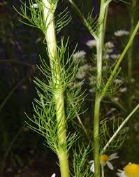 Image result for Erythrocephalum decipiens