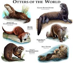 Otters are playful animals and seem to participate in different behaviors for pure pleasure. 9 Illustrations Of Otters Ideas In 2021 Otters Species Art