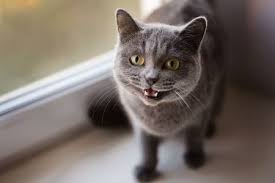 Ginger and coco are also candy names for cats. 15 Best Movie Inspired Cat Names