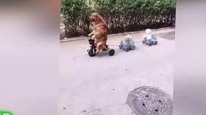 Maybe you would like to learn more about one of these? World Amazing Funny Videos Download Full Moj Masti India Funny Video Youtube