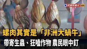 非洲大蝸牛體型大、體色黑，肉質較硬，經常被一般熱炒店用來做為炒螺肉。 （記者李惠洲攝） 不用抽 不用搶 現在用app看新聞 保證天天中獎 點我. èžºè‚‰å…¶å¯¦æ˜¯ éžæ´²å¤§è¸ç‰› ç‹‚å—'ä½œç‰©è¾²æ°'é ­ç—› æ°'è¦–æ–°èž Youtube