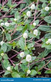Image result for Gomphrena celosioides