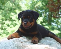 Rodsden rottweilers, saint charles, illinois. Vom Keiser Wappen German Rottweilers