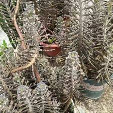Image result for Kalanchoe dyeri