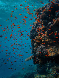 We did not find results for: 550 Under The Sea Pictures Download Free Images On Unsplash