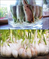Daun bawang memiliki bentuk yang panjang dan berwarna hijau tua di ujungnya, sedangkan batangnya berwarna hijau muda dengan tekstur sedikit keras. 5 Bahan Bahan Dapur Yang Bisa Kamu Tanam Sendiri Di Rumah Lifestyle Fimela Com