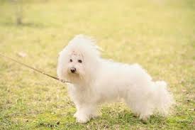 Below, we'll share a collection of different small white dog breeds, each with their own unique quirks and rich ancestry — from spanish sailor dogs to royal companions, there may be a dog on this list that's the best fit for your family. Small White Dog Breeds Top 10 With Pictures