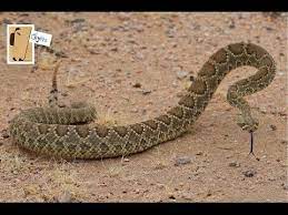 Mojave Desert Green Snake Green Mojave Snake