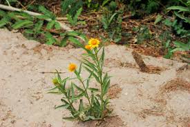 Image result for Pascalia glauca