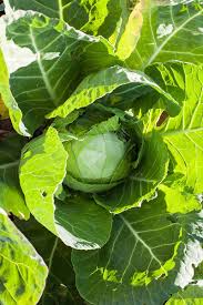We did not find results for: How To Harvest Cabbage Gardener S Path
