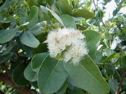 Image result for Syzygium cordatum