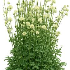 Image result for Cephalaria integrifolia