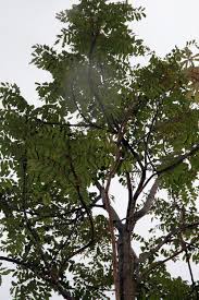 Image result for Cedrela