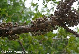 Image result for Ficus sansibarica