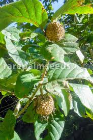 Image result for Culcasia orientalis