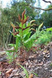 Image result for Tectaria angelicifolia