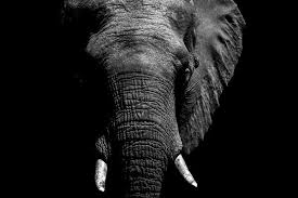 Baby Black And White Elephant Pictures Latest Information News And Video S Concerning Endangered Species Animals Pets And Healthy Living Elephants Photos Bull Elephant Elephant
