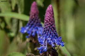 Image result for Coleus betonicifolius