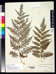 Image result for Pteris buchananii