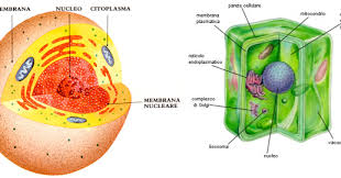 Infatti, forma e dimensione sono diverse e. Differenza Tra Cellula Animale E Cellula Vegetale Scuolissima Com