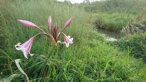 Image result for Oliverella rubroviridis