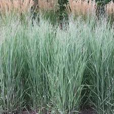 Image result for Panicum eickii