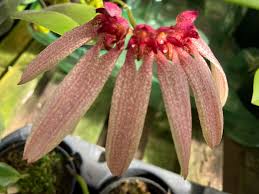 Image result for Bulbophyllum longiflorum