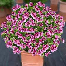 Obwohl diese lillibet wintergarten pflanze durchaus leicht überdurchschnittlich viel kosten mag, findet der preis tagen sich ohne zweifel in den. Duft Geranie Angels Perfume Geranien Balkon Sommerblumen Ahrens Sieberz Pflanzenversand Gartenbedarf