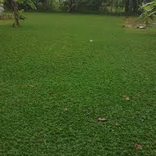 Dari segi harga, setelah rumput dipasang di halaman bisa saja lebih mahal, meski tak jauh berbeda dengan rumput lain. Jual Jual Rumput Gajah Mini Kab Bogor Hijau Alam Tokopedia