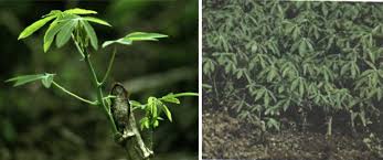 Image result for Hyparrhenia anamesa