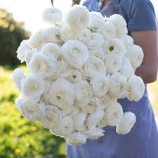 Image result for Ranunculus volkensii