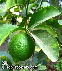 Image result for Citrus × limon