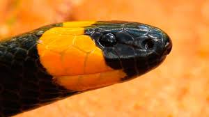 And most active during summer months in the morning hours. Snake I D Louisiana S 7 Venomous Snakes Louisiana Sportsman