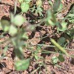 Image result for Crotalaria laburnifolia