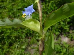 Image result for Commelina hockii