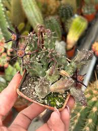 Image result for Duvalia