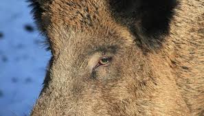 Secondo quanto riferito da 'siracusanews', il pescatore ha scortato gli animali per oltre un'ora, raggiungendo le vicinanze della spiaggia di san lorenzo. C5kkbewlics9xm