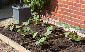How to grow zucchini in garden. 15 Zucchini Growing Mistakes New Gardeners Often Make Gardening